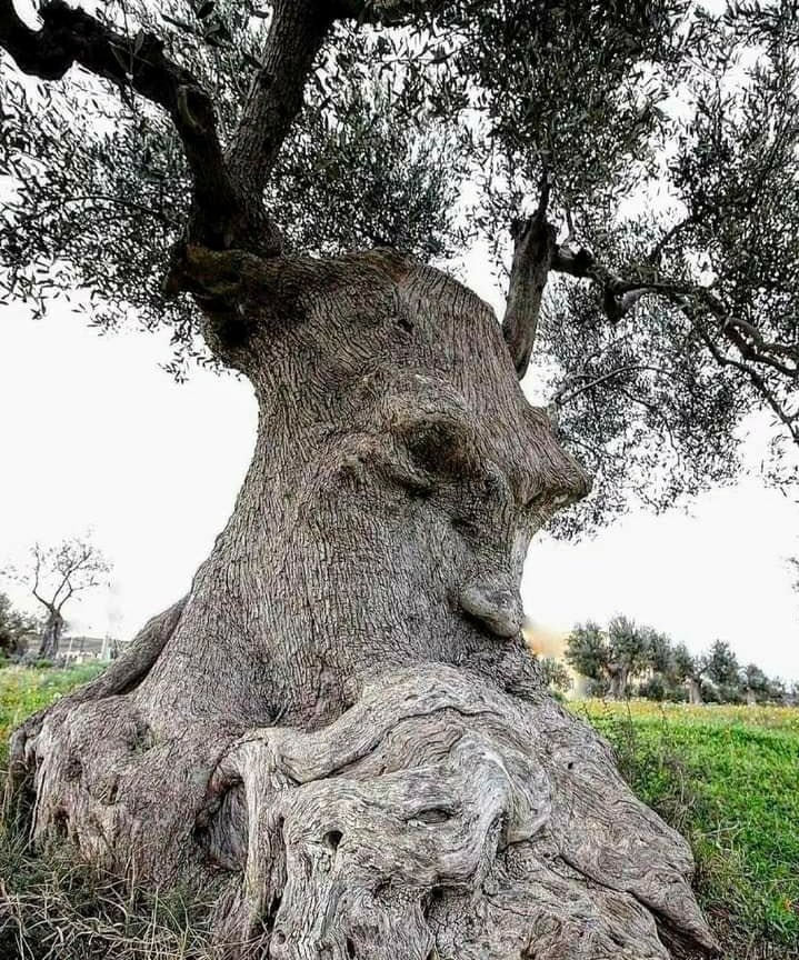 8. Este olivo de Apulia, Italia, al que los lugareños llaman "el árbol pensante", se dice que tiene casi 2000 años.