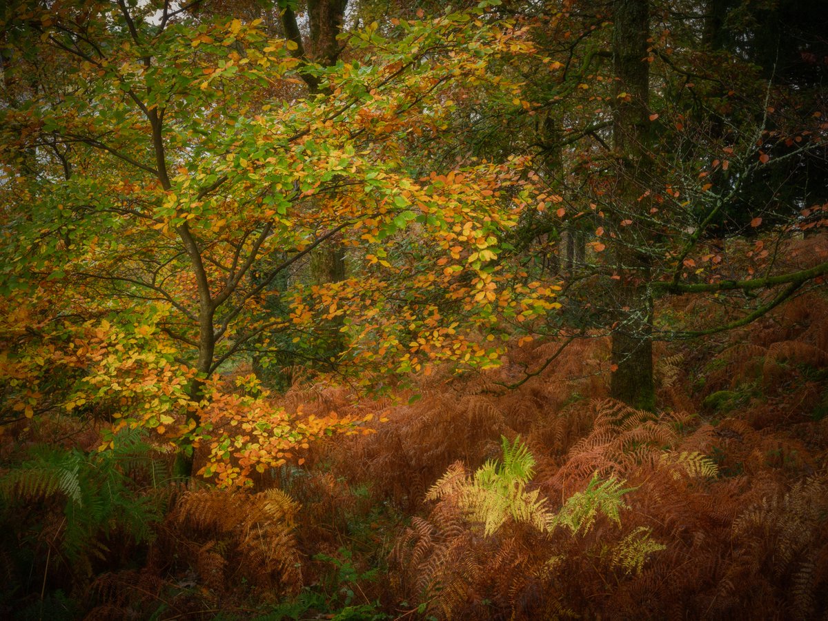 David Rippin🏔🌳📷🧗‍♂️🚴‍♂️🇪🇺 tweet media