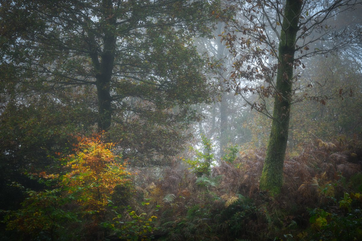 David Rippin🏔🌳📷🧗‍♂️🚴‍♂️🇪🇺 tweet media