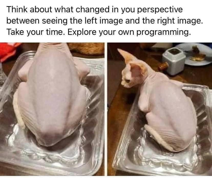 helenlloyd222's tweet photo. Unlearn #speciesism. The difference between eating your cat or your dog &amp; a turkey is essentially propaganda. There is no difference, only in your ingrained 'perception'. #whyvegan #beconsistent #endanimaluse #bevegan https://t.co/Bum7xs9SHK