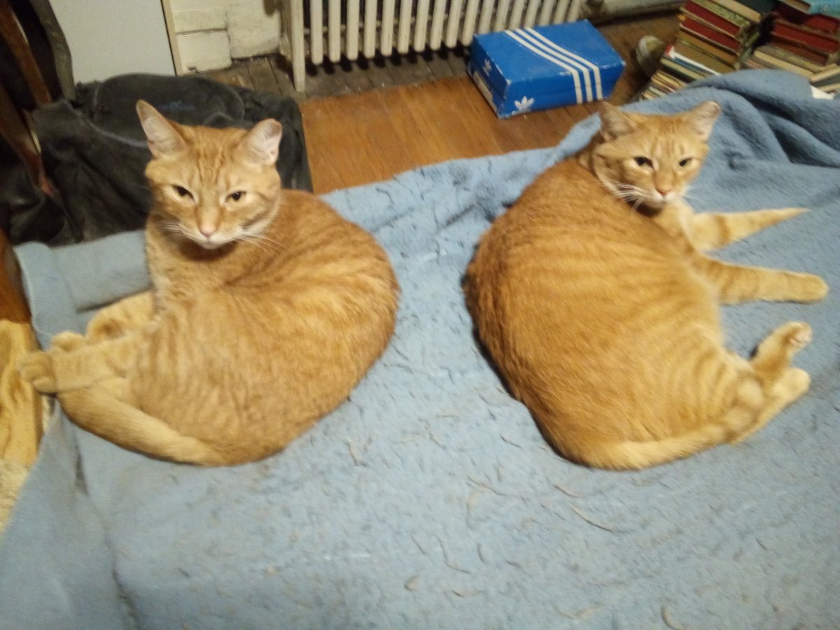 AntParsonsMusic's tweet photo. GM Frens! Came home from karaoke last night to find deese two beautiful boys waiting for their Daddy but still cozy! I love these cats SO much! It's always Caturday in my heart! ππ±ππππ¦ #Tigerpaws #Bernardo #MuhCats https://t.co/0ALzPqNAHc