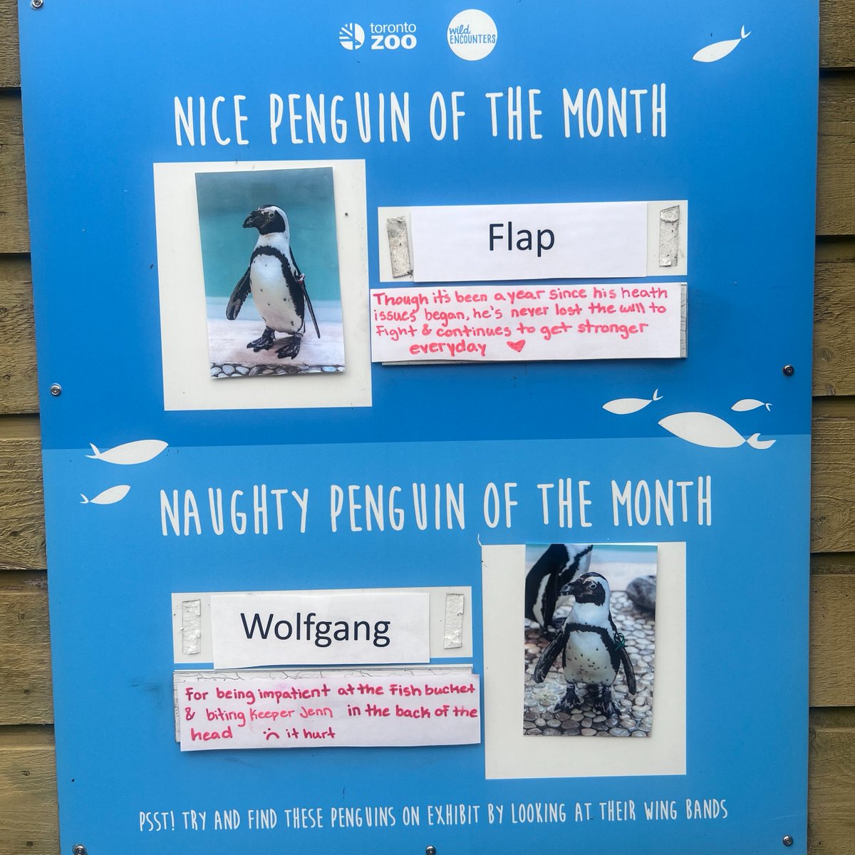 TheTorontoZoo's tweet photo. Presenting the Nice and Naughty Penguin of the Month: October 2024 Edition π§
Read this month's #PenguinPerformanceReview πβ¬οΈ https://t.co/6vO7yR0ENl