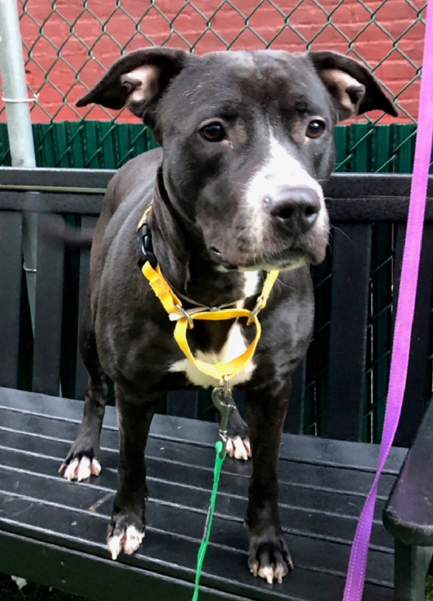 TAV4ACCMedicals's tweet photo. Soybean 211487
Relisted TBK 11/9
#NYCACC
🚨🚨Only $150 in pledges🚨🚨
He is only 4 yrs old
Excitable, needs positive outlets for his energy
Has dermatitis
Please help save Soybean!
https://t.co/bzyot8ro75
#Pledge4Rescue #foster #adopt https://t.co/RXNn0hq96I