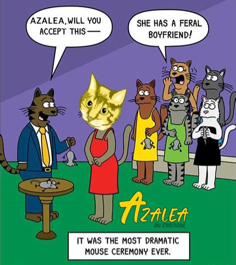 AzaleaOnEth's tweet photo. Drama unfolds in the world of $Azalea as she decides her fate in the most dramatic mouse ceremony ever. Will she accept? Stay tuned! 🐱🎭

#NextBigThing #Ethereum $NEIRO $AZALEA https://t.co/TLxP7Boatq