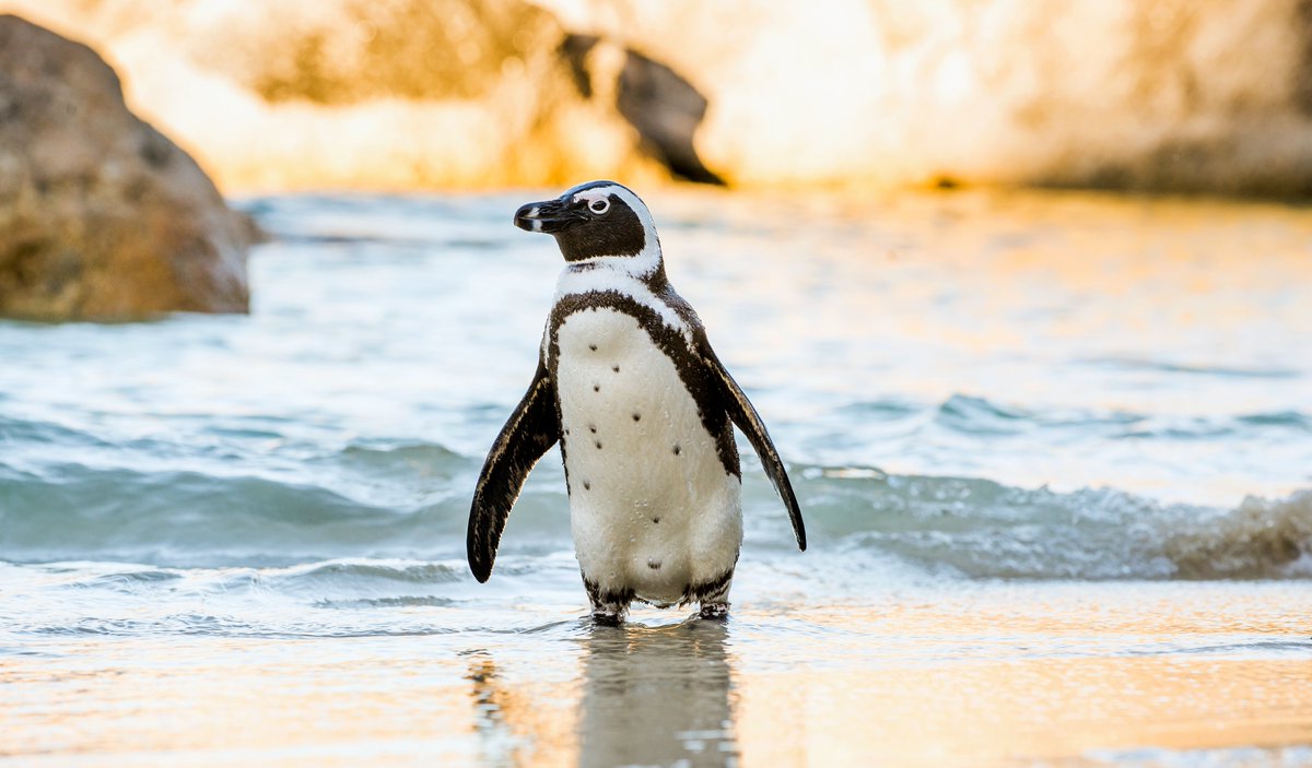 Recently uplisted to Critically Endangered - African Penguin is the subject of a BCI-published study

Investigating the species' body temperature and thermoregulatory behaviour - read here: doi.org/10.1017/S09592…
<a href="/BirdLife_SA/">BirdLife South Africa 🇿🇦</a> <a href="/IUCNRedList/">IUCN Red List</a> <a href="/BirdLife_News/">BirdLife International</a> 
#ornithology #research