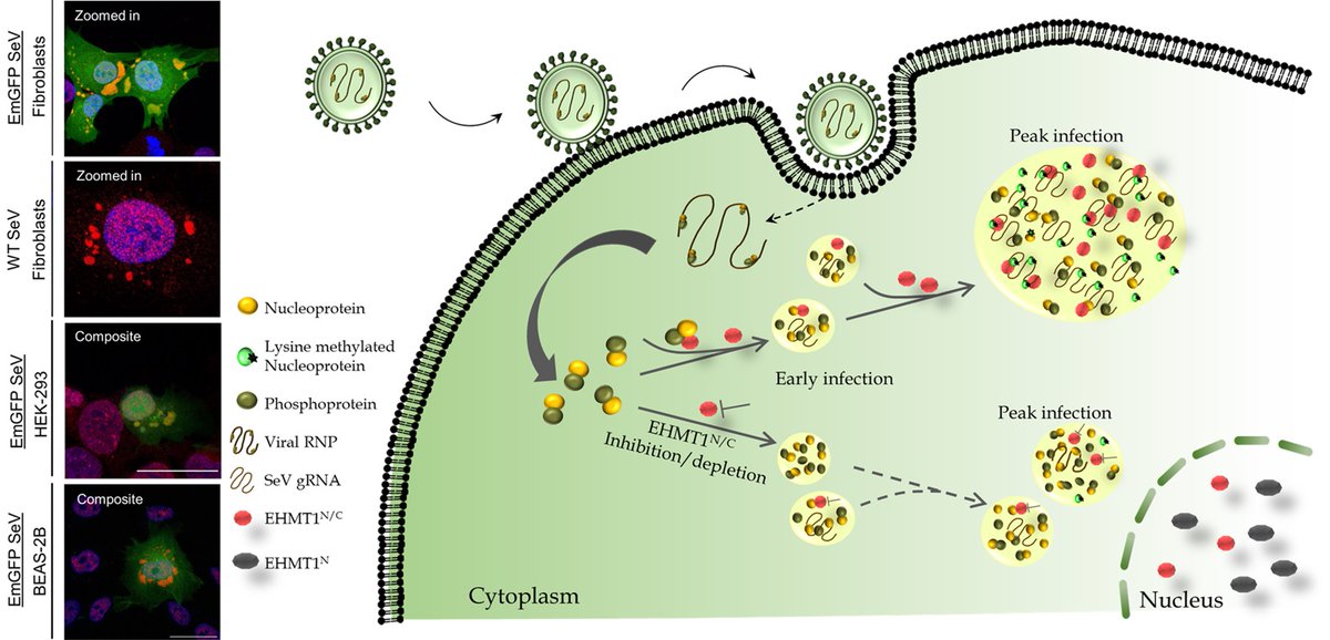 PLOSBiology's tweet image. How do #RNAviruses manipulate the host cell to establish #ReplicationFactories? @shravrampalli &amp;amp;co show that a cytoplasmic form of EHMT1 methylates viral #nucleoproteins, promoting inclusion body maturation &amp;amp; viral replication #PLOSBiology plos.io/3Ct96B8