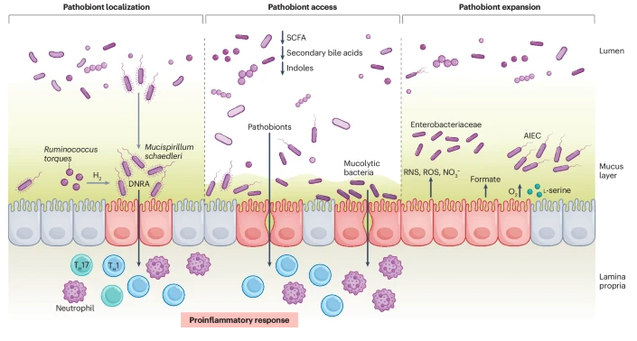 BrianKCoombes's tweet photo. This is a big review on host-pathobiont interactions in Crohn's disease in @NatRevGastroHep. If you're just getting familiar with this field, start here. 
https://t.co/A0S34B1w8d https://t.co/dtiAjRjr2V