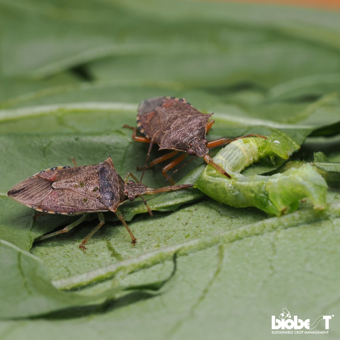 #FunfactFriday Did you know some stink bugs help control pests? The spined soldier bug (Podisus maculiventris) feeds on leaf beetle larvae, caterpillars, and other garden pests. If you spot one, don’t chase it away - it’s a natural pest controller!

#didyouknow #stinkbug #biobest