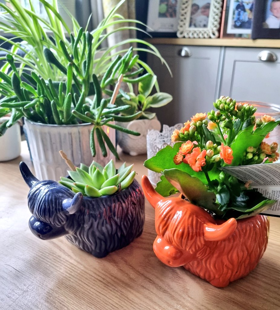 My mum bought me an orange highland cow planter to go with my blue one!  Bless them! I seriously have zero space left for any more plants, but I'm  sure I'll always