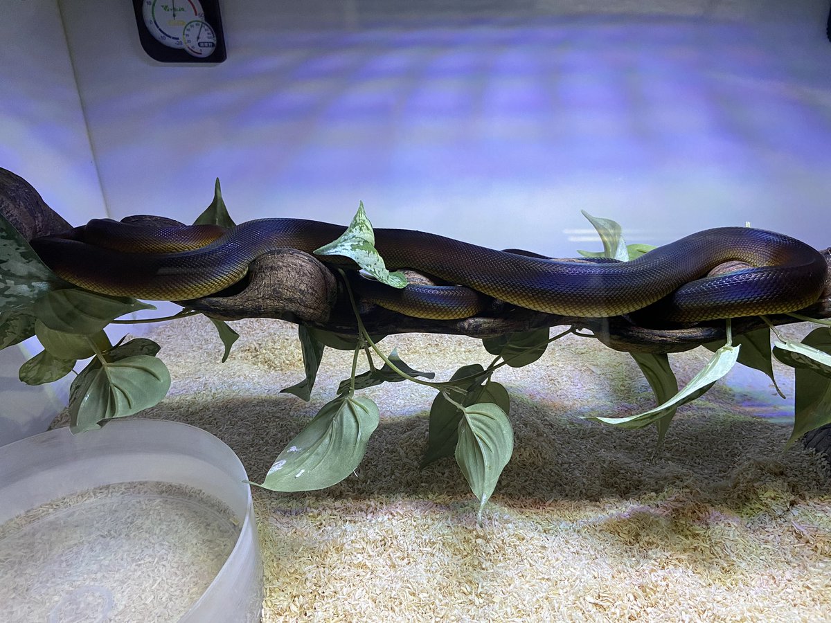 salt_Python_31's tweet image. 綺麗に育ってる😊