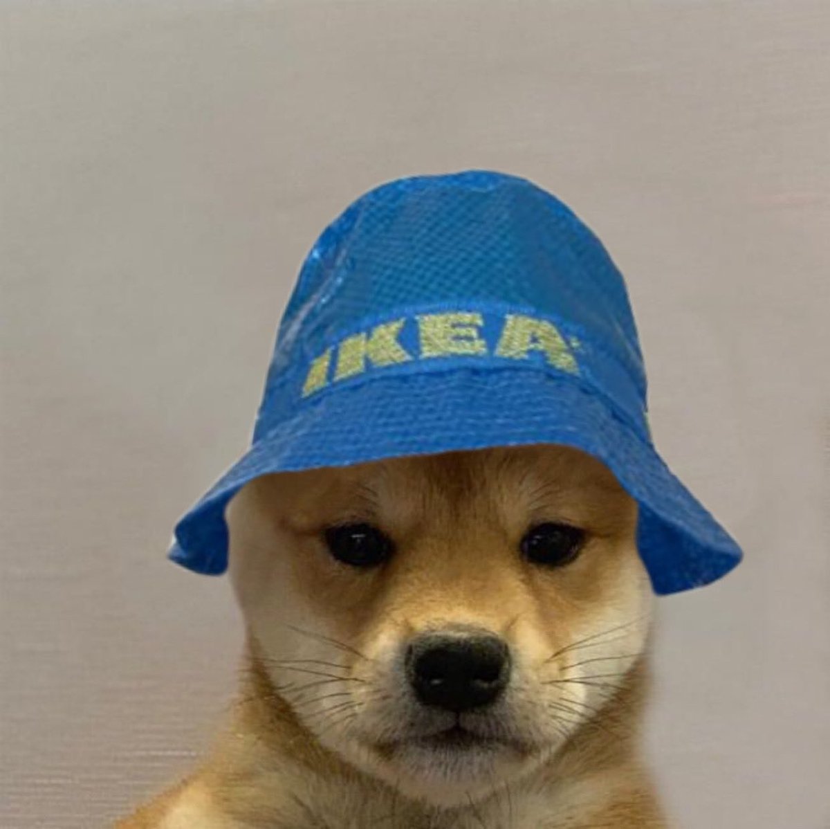 Day 5 of posting an original $wif meme until we hit $100