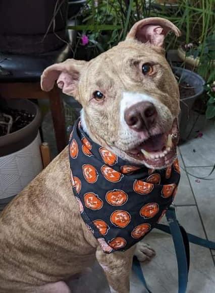 November is #AdoptASeniorPetMonth and this spunky 10-year old would love to make your acquaintance. Percy is a simple guy who loves sunbathing, car rides &amp; treats. He loves people of all sizes but would prefer being an only pet. tinyurl.com/meetacitydog #adoptme #FosterFriday
