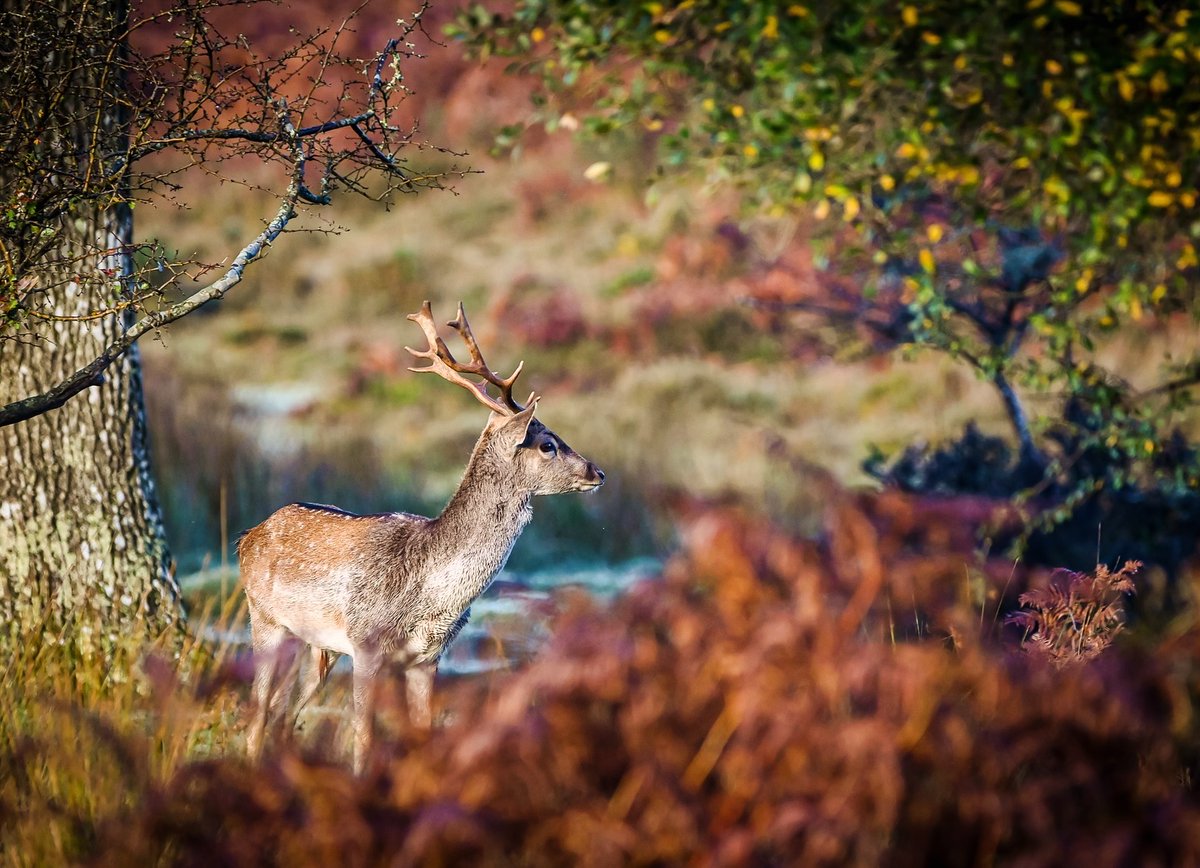 ForestryEngland's tweet photo. Your votes are in, and the winners of #AutumnLeafWatch 2024 are... 

Hollie with a lovely fern and fungi photo 🍄

Rob with a New Forest deer 🦌

Amy with a canopy of colours at Westonbirt Arboretum 🍁

Thanks to everyone who took part and voted this year 🧡 https://t.co/r4E4PQlo7b