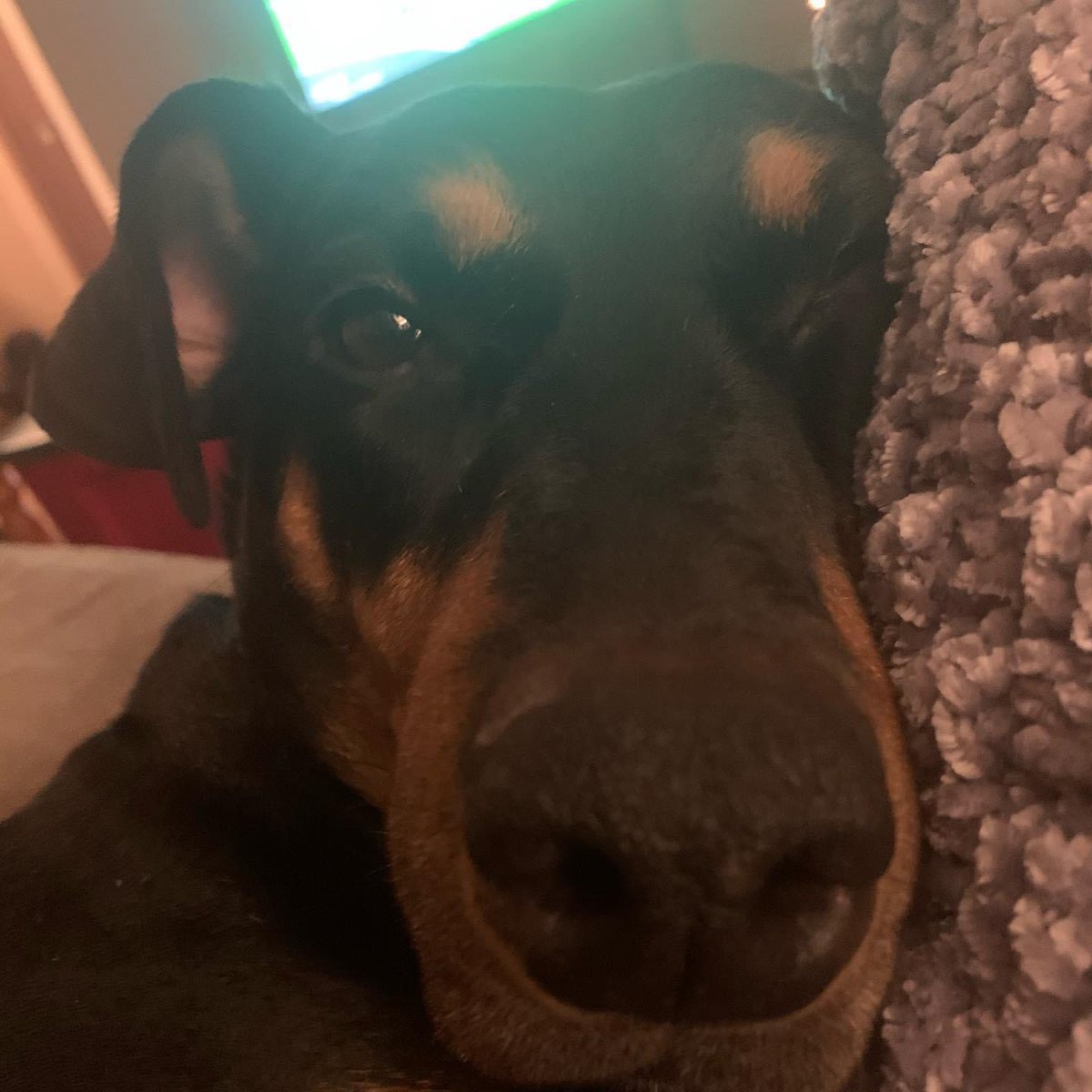 rae__nee's tweet photo. I was reminded of my own sweet Flora Belle who also passed from lymphoma. 

After the tears for sweet ding dongs that are dogs, I finally was able to grieve for what has happened and what may happen. https://t.co/9SMfgesQnL