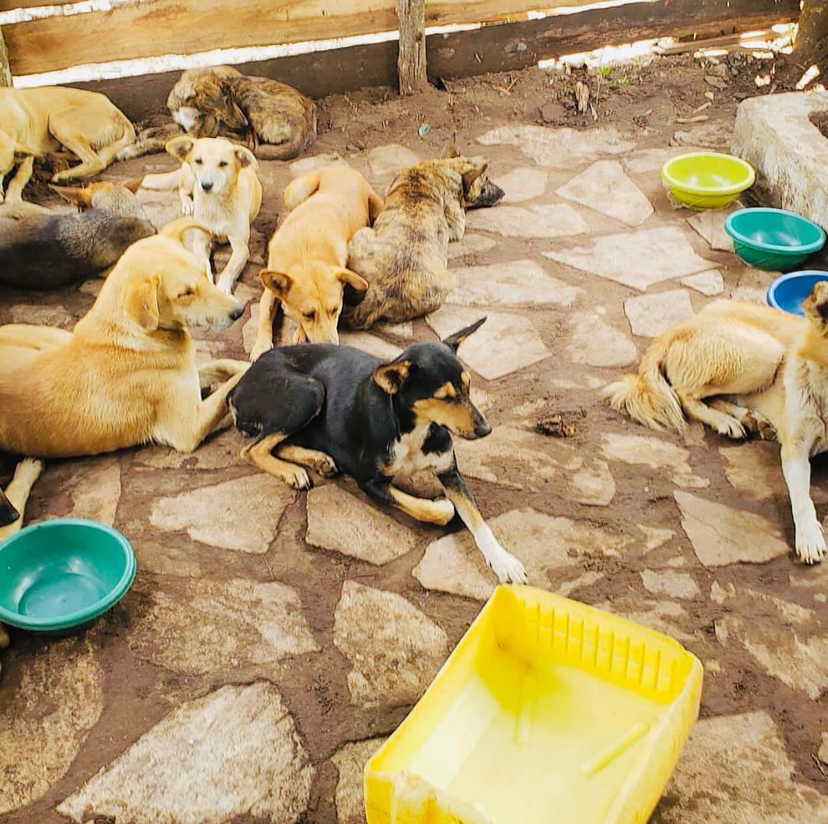 Strayrescuefoun's tweet photo. Please don't scroll without a like
#animal #animalsfacingleft #AnimalRescue #love https://t.co/OvQOfbtx9K
