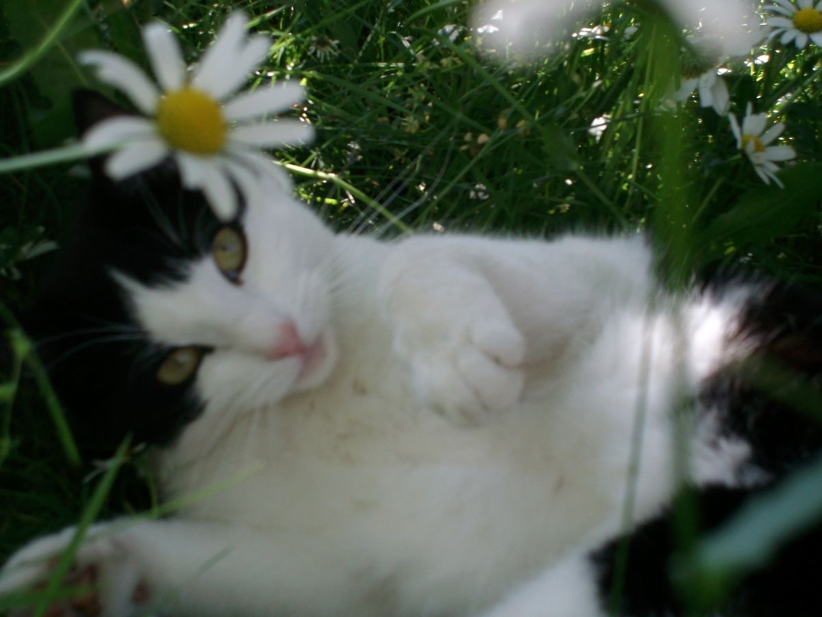 cat archives tweet media