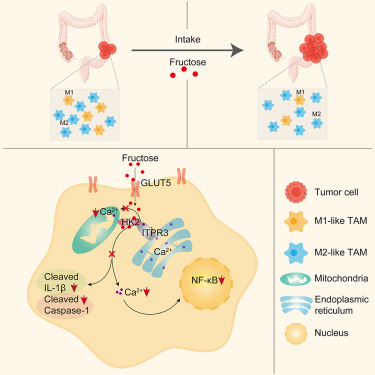 Hexokinase 2 senses fructose in tumor-associated macrophages to promote colorectal cancer growth dlvr.it/TG4KSC