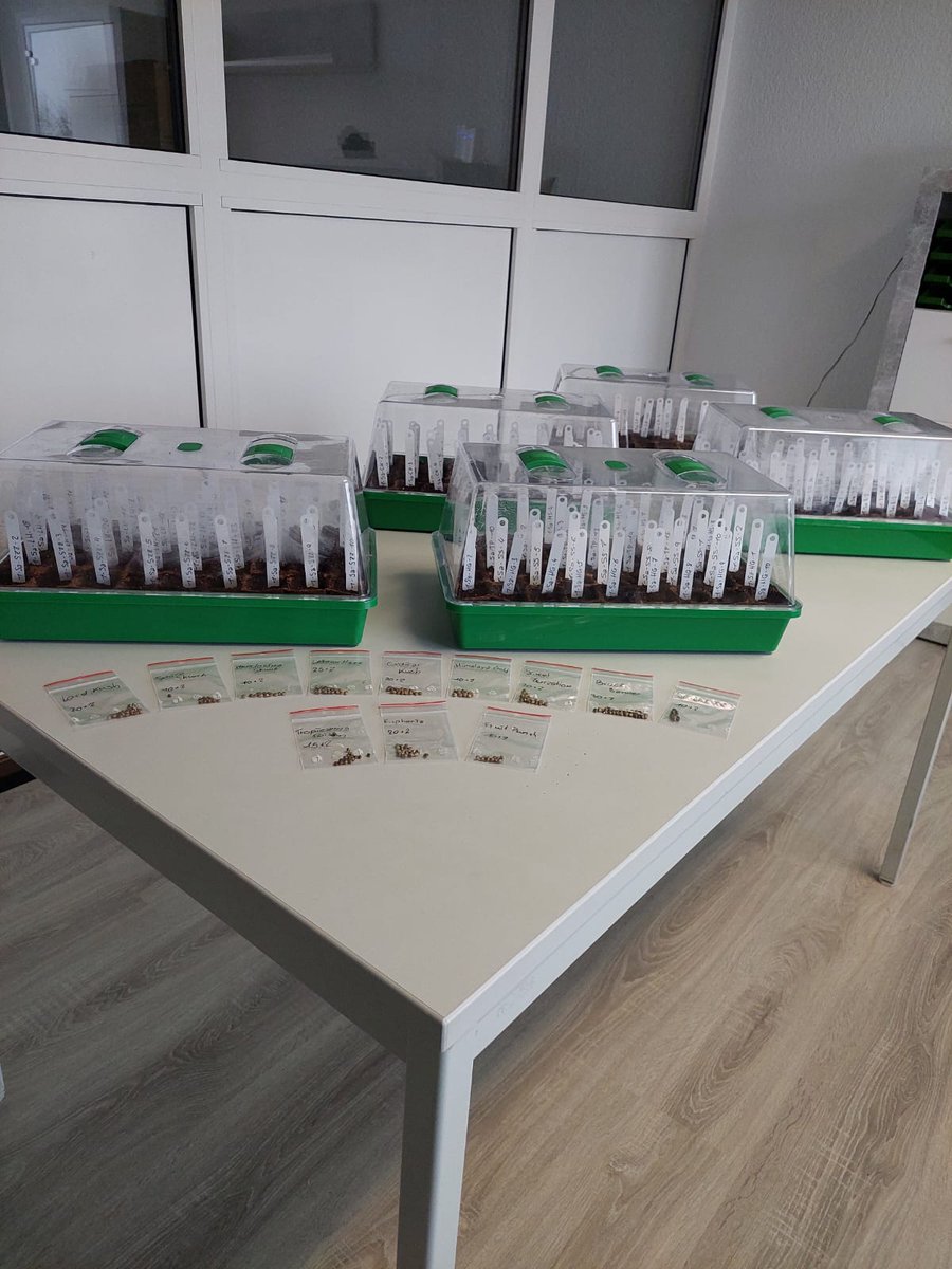 CSCfreshSpace's tweet photo. Dank vieler fleißiger Helfer konnte die Aufbereitung der eigens für uns hergestellten Spezialerde abgeschlossen und diese dann in die Pflanzbehälter abgefüllt werden. Auch die Ansaat erfolgte parallel dazu. In ein paar Tagen werden die Sämlinge dann in die Grow-Bereiche verbracht https://t.co/fMcSNmX5OM