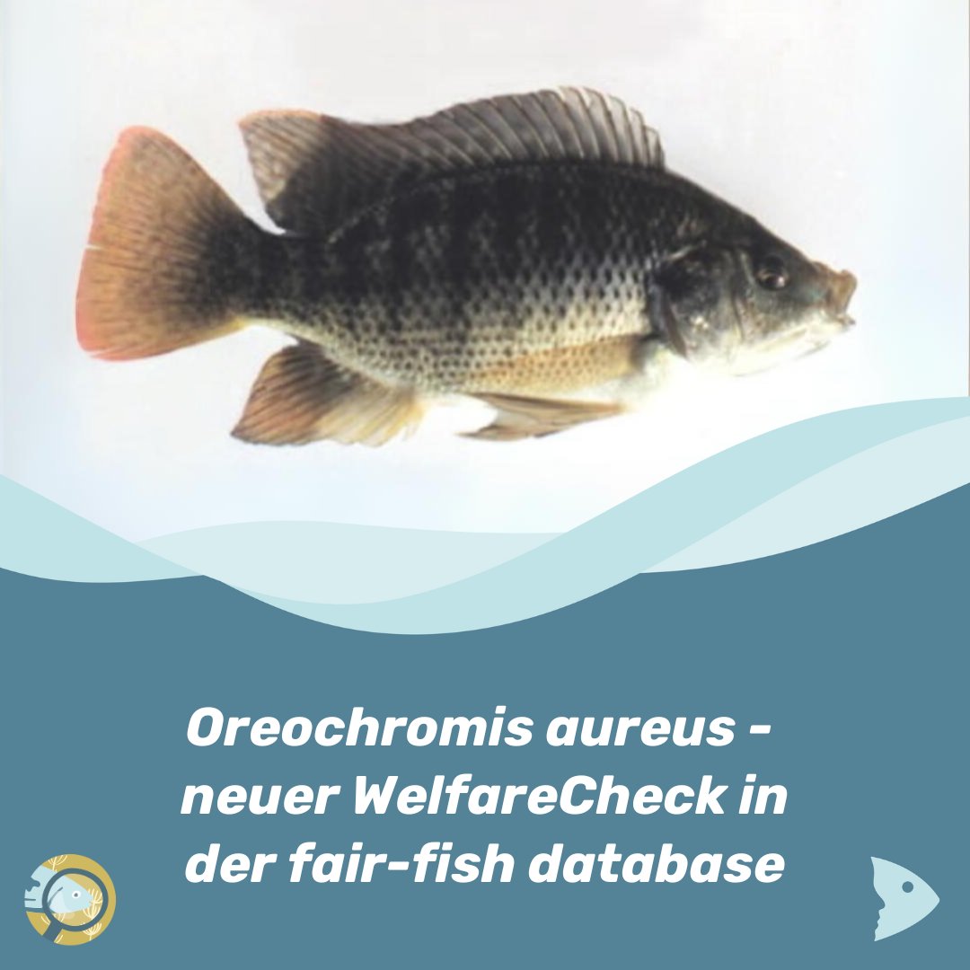 fair-fish tweet media