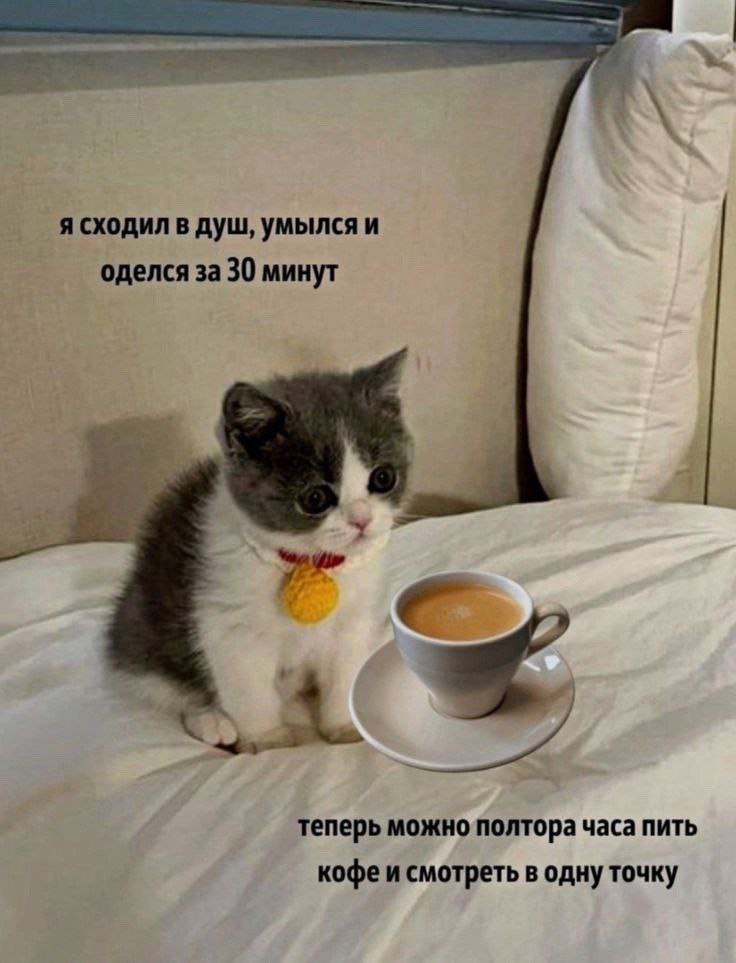 cats, i love cats (@catsilcats) on Twitter photo 