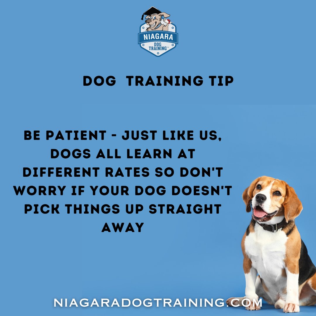 Patience Pays in Training! 🌟 Every dog learns at their own pace. If your pup doesn’t get a new trick right away, stay patient and consistent. Celebrate small wins and keep sessions fun. With your guidance, they’ll master it! 🐾 #DogTrainingTips #PatienceIsKey #NiagaraDogTraining