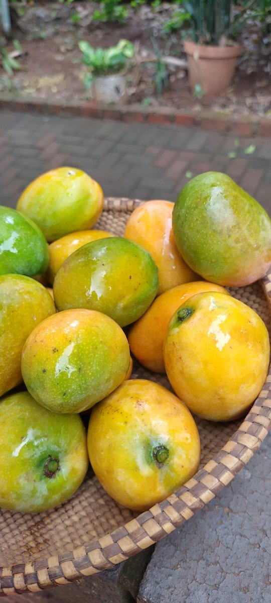 Straight from my Grandma's backyard, I love Limpopo ✨