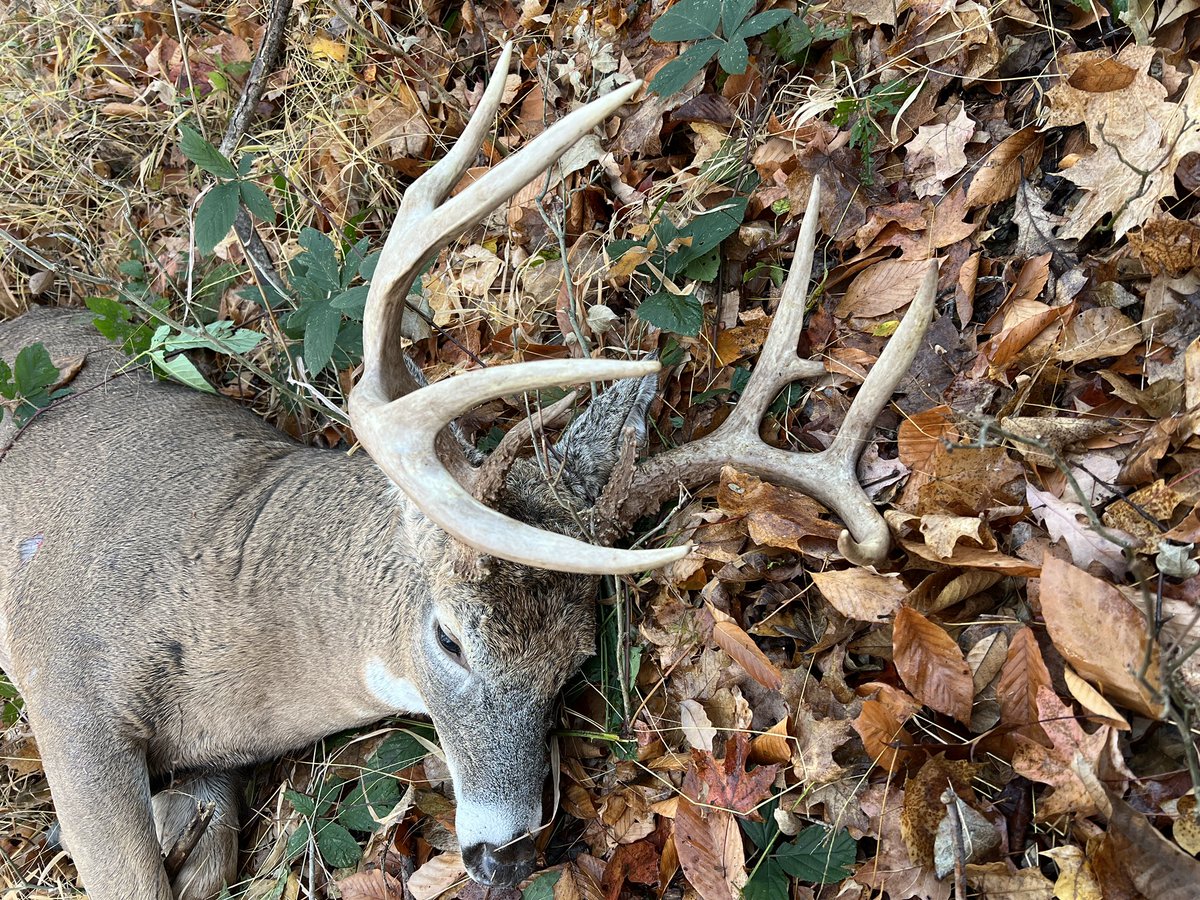 Midwest_HUNTR's tweet photo. I had a shot at 30 yards on this deer 12 days ago and missed. Today I got another chance. Didn’t miss this time! 
#hunting #deerhunting #bowhunting https://t.co/2jSLCHFrcH