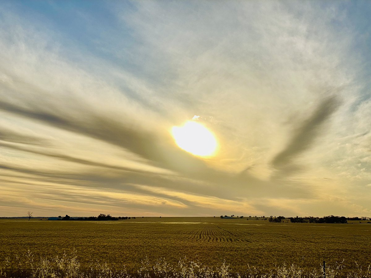 bengmugenr's tweet photo. 西澳的布魯斯岩•梅里丁公路沿途。#WA #WesternAustralia #Merredin #BruceRock #Wheatbelt #CentralWheatmelt #BruckRockMerredinRoad #Sunset #Trees #AustralianFlag #FlyingFlag #FlagOfAustralia #Wheat #Farm #Cloudy #Clouds #Dusk https://t.co/zRWv8eTPol