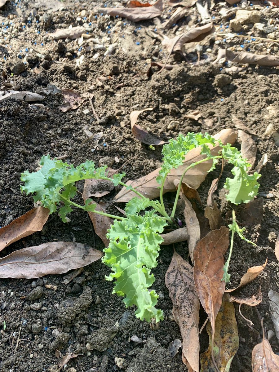 Lady Muck tweet media