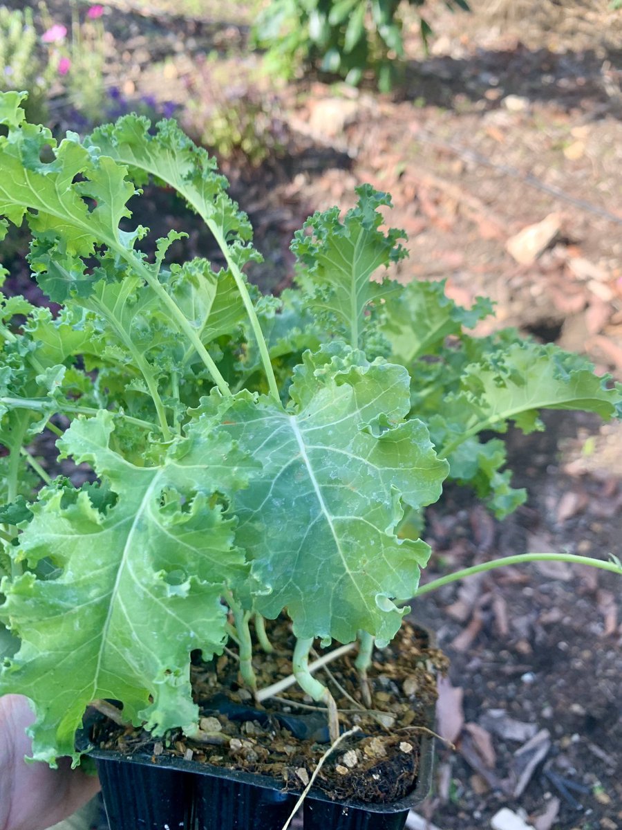 Lady Muck tweet media