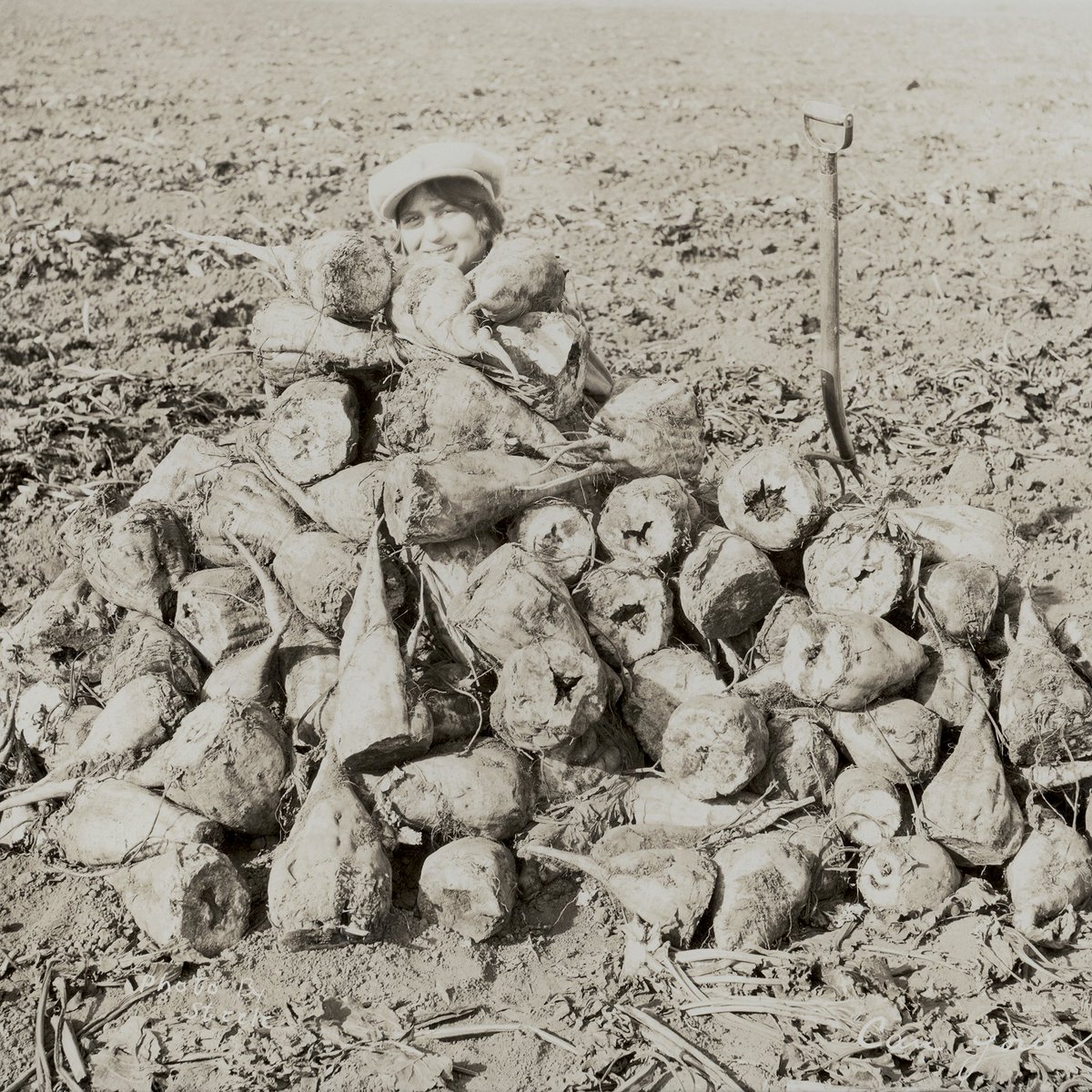 During their research, Dr. Lloyd and her students collaborated with farmers to test beets for sugar content and to understand the best growing conditions. After studying over 700 different samples of beets, their findings helped the industry thrive in Nebraska. 🧵2/3