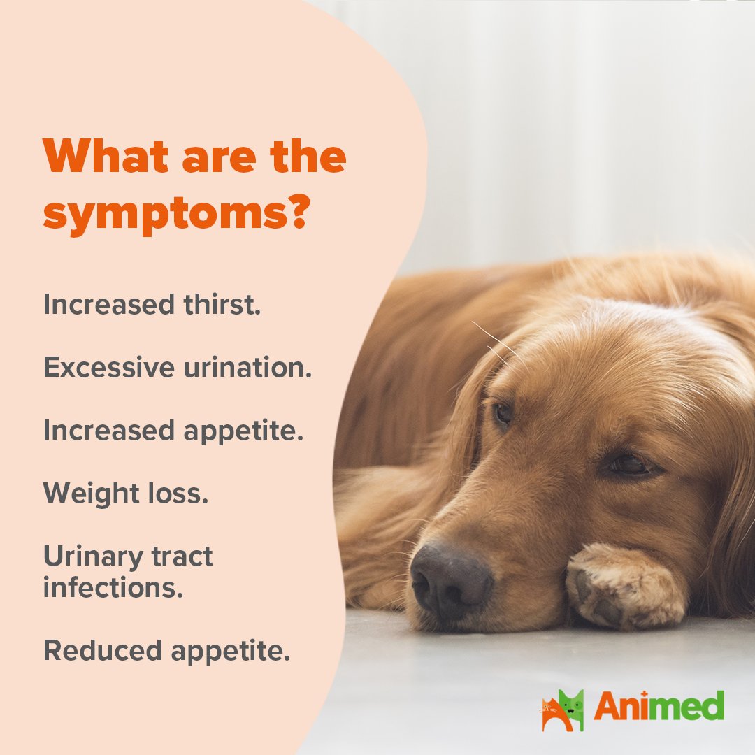 Animed_UK's tweet photo. Did you know that November is Diabetes Awareness Month?

We're here to support all pet parents with understanding the symptoms of Diabetes in Dogs and Cats.

If you'd like to learn more, check out our latest article packed with information 🐾

#diabetesawareness #petdiabetes https://t.co/LHBJxkyFMs