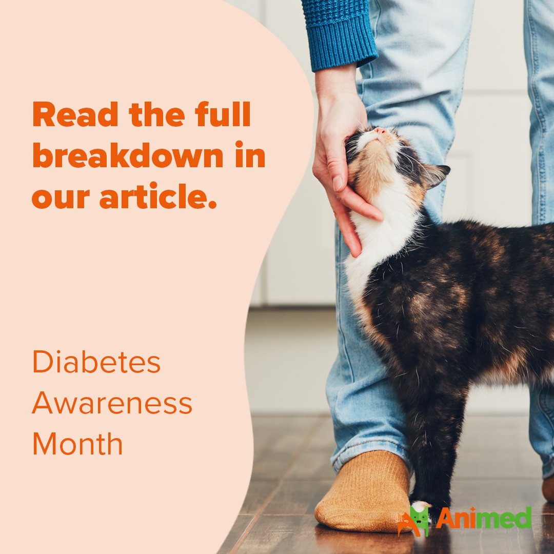 Did you know that November is Diabetes Awareness Month?

We're here to support all pet parents with understanding the symptoms of Diabetes in Dogs and Cats.

If you'd like to learn more, check out our latest article packed with information 🐾

#diabetesawareness #petdiabetes