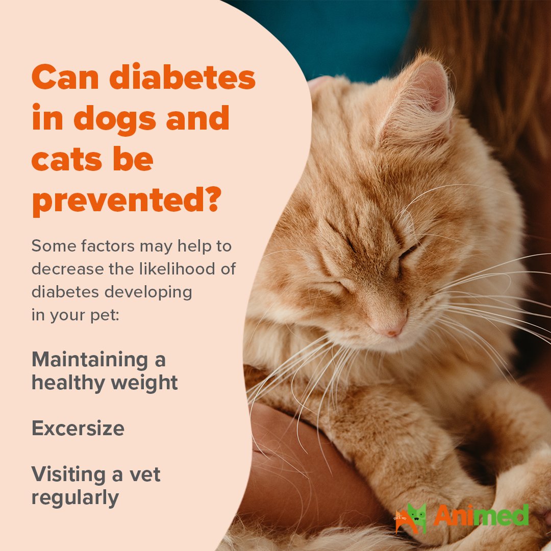 Animed_UK's tweet photo. Did you know that November is Diabetes Awareness Month?

We're here to support all pet parents with understanding the symptoms of Diabetes in Dogs and Cats.

If you'd like to learn more, check out our latest article packed with information 🐾

#diabetesawareness #petdiabetes https://t.co/LHBJxkyFMs