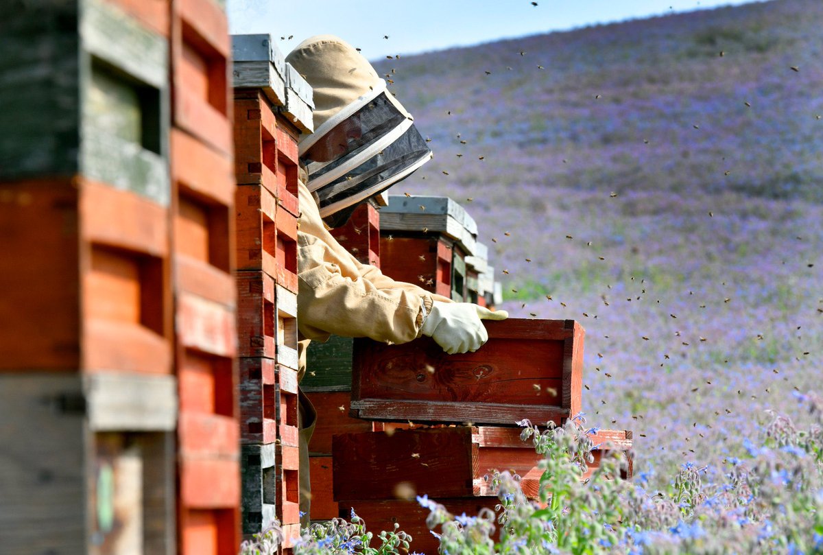 LoveBritishFood's tweet photo. UK bee farming is incredibly sustainable...

It is low impact on the environment and farmers move the hives to avoid competition with wild pollinators.

If you want a great tasting product with minimum travel miles, Love British Honey!🇬🇧 https://t.co/KAIaAgOrca