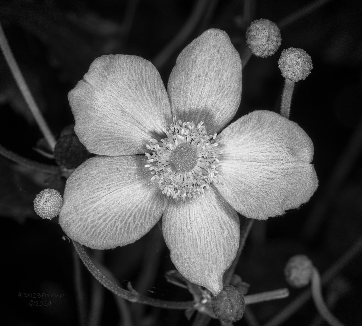 dan23freedom's tweet photo. The Lone Bloom’s Gloom Room
·
📷 1/250 sec at f/18, ISO 200, 90 mm prime, flash #dan23freedom
#Monochrome #Nature #Flowers #Garden #Germany
#MonochromeMagnificence #MonochromeMagic #PetalPatterns #GrayscaleGarden #ElegantBlossom #FloralFocus #NatureInDetail https://t.co/3LWy3YMWQO