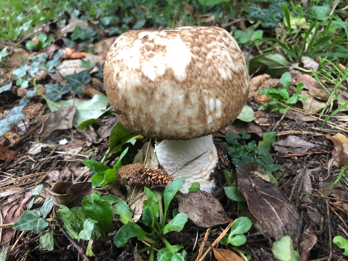 JamesCPearce's tweet photo. Todays mushroom walk was a good one - lots of giant funnels, a couple of Princes and some white saddles lurking on campus! https://t.co/mXpUpxeLoX
