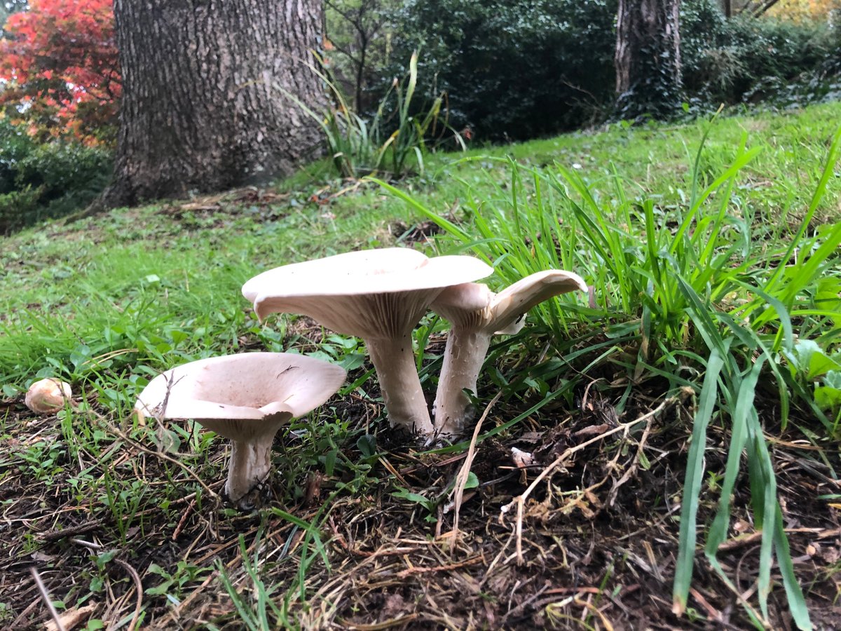 JamesCPearce's tweet photo. Todays mushroom walk was a good one - lots of giant funnels, a couple of Princes and some white saddles lurking on campus! https://t.co/mXpUpxeLoX