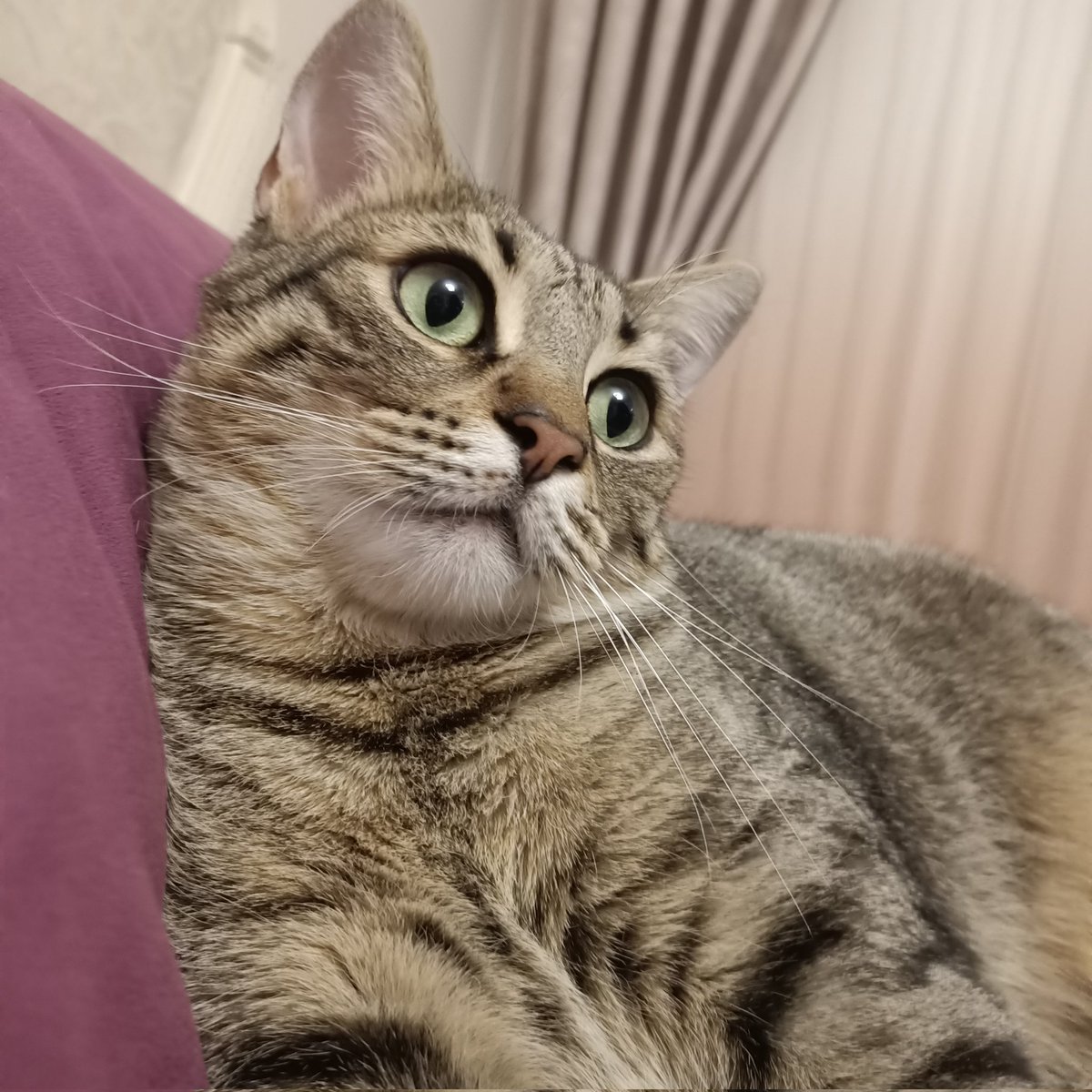 Cahide Kırdar tweet media