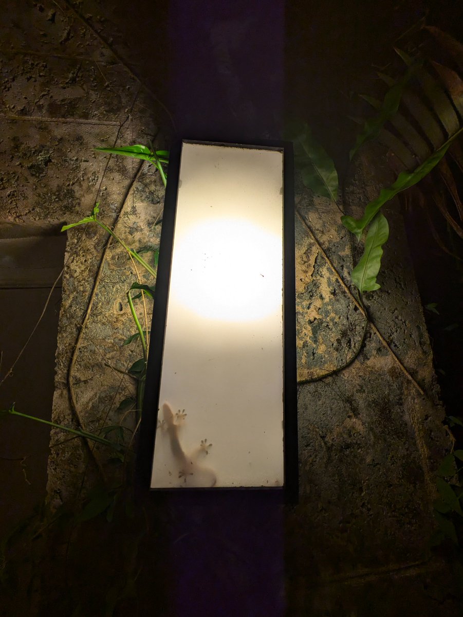 A+ foraging site selection

🦎🦎🦎