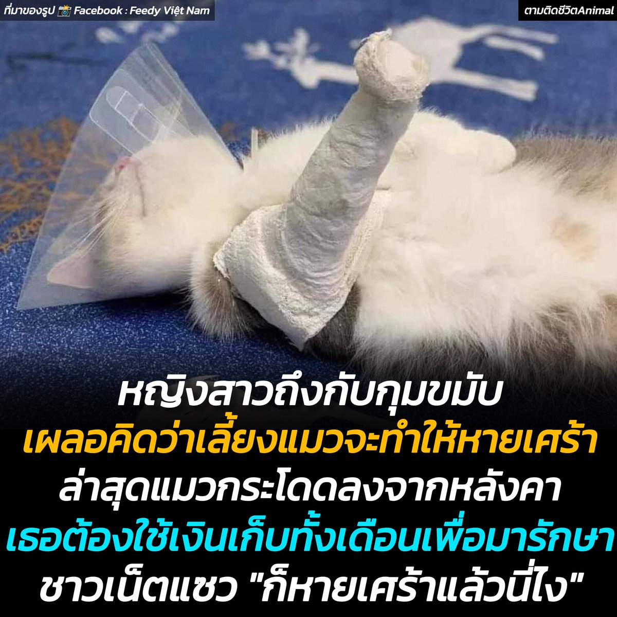 AnimalFW_TH's tweet photo. เจ้าของถึงกับนั่งมือกุมขมับ หลังมีหลงกลเลี้ยงแมวเพราะคิดว่า "แมวจะทำให้หายเศร้า" ล่าสุดแมวของเธอกระโดดลงมาจากหลังคาบ้าน จนมือเดี้ยงไปข้างหนึ่ง เธอต้องใช้เงินเก็บของเดือนนี้เพื่อนมารักษาน้อง โพสต์แซวตัวเอง "รู้งี้ฉันยอมเศร้าเหมือนเดิมดีกว่า" ด้านทาสแมวก็แซวเธอกลับ "ก็นี่ไง หายเศร้าแล้วไม่ใช่เหรอ" เอ้ออ จริงง 🥹😭😂
แมว : เธอก็สมหวังแล้วไงนุด ฮี่ฮี่ 😹
อาณาจักรสัตว์โลก มีม&สาระ By ตามติดชีวิตAnimal
สาวเวียดนามโพสต์ระบายความในใจ หลังจากตัดสินใจเลี้ยงแมวเพราะหวังว่า "แมวจะช่วยเยียวยาความเศร้า"  แต่ดูเหมือนเจ้าเหมียวจะทำให้เธอได้มากกว่านั้น

เรื่องมีอยู่ว่า น้องแมวสุดที่รักเกิดซุกซน กระโดดลงมาจากหลังคาบ้าน จนได้รับบาดเจ็บที่ขา งานนี้ทำเอาเจ้าของถึงกับกุมขมับ เพราะต้องควักเงินเก็บทั้งเดือนมารักษาอาการบาดเจ็บให้น้องแมว

เธอจึงโพสต์ตัดพ้อประสบการณ์สุดป่วนนี้ พร้อมแซวตัวเองว่า "รู้งี้ฉันยอมเศร้าเหมือนเดิมดีกว่า"  แต่ชาวเน็ตก็ไม่พลาดที่จะแซวกลับว่า "ก็นี่ไง หายเศร้าแล้วไม่ใช่เหรอ"
แหม... แบบนี้เรียกว่าหายเศร้าจริงหรือเปล่านะ  หรือว่าจะได้ความเศร้าแบบเจ็บแสบรูปแบบใหม่มาแทนกันแน่ 😹

ใครมีประสบการณ์ทำนองนี้เอามาแชร์ให้แอด้พาฟังหน่อยฮะ 😹😹😹

เรียบเรียง 🖋️ แอดเพา
ที่มาของรูป 📸 Facebook : Feedy Việt Nam