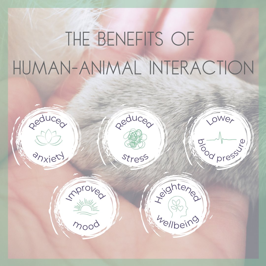Human-animal interaction has many benefits. If you’re not lucky enough to have a pet at home, spend some time with our friends over at <a href="/PauseCatCafe/">Pause Cat Cafe</a>, an inclusive, accessible and welcoming space 🐾🤝💚
pausecatcafe.co.uk/book

#PauseCharity
#PauseCatCafe
#StressAwarenessWeek