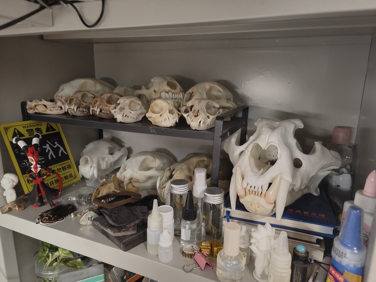 cross_wolllllf's tweet photo. 我很少发关于我自己的东西。但个人收藏还是可以发一点的。
#skull #animalskull #animalbone #skeleton #Bones #specimen #collection https://t.co/WyaQuHBwWX