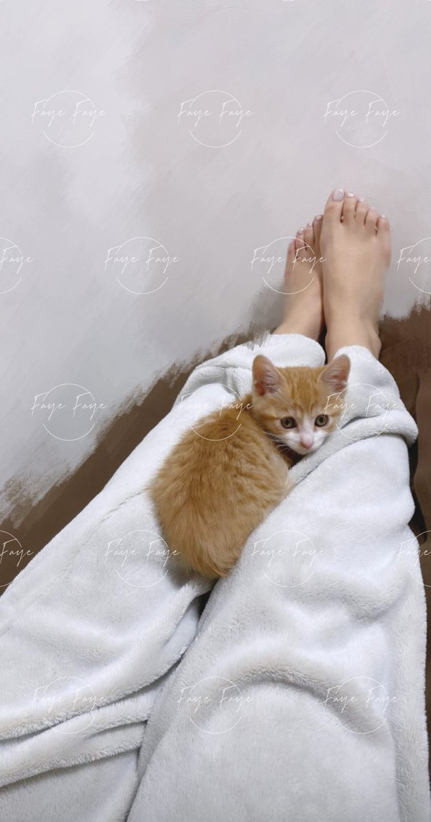Cos_fayefaye's tweet photo. 小貓咪🐱🥰

#港女 #長腿 #衣著 #普通 #淫 #淫女
#日常打扮 #濕 #性感 #腳 #內衣 #魚網 #胸 #底褲 #長腿 #腿 #腳控 #腳底板 #腳環 #腳扣 #咸濕 #好色 #色色 #露出 #暴露 #短裙 #黑絲 #腳趾 #私影 https://t.co/iVKuBuYAVO