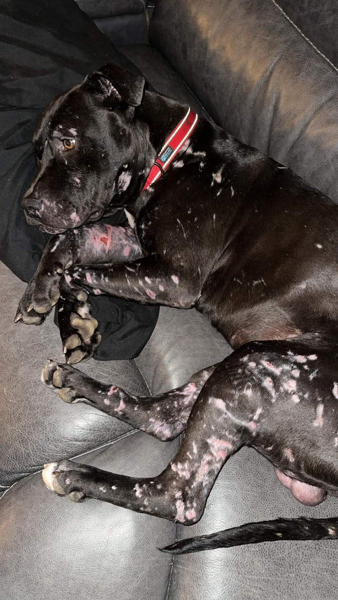 thehappydog_'s tweet image. This poor guy has been at the shelter for over a week and of course he caught my eye because he looks just like Rocky did when I first got him 😭 but I am completely full on fosters right now 😩

And then yesterday, Princeton (my little Doberman foster puppy) got adopted and that…