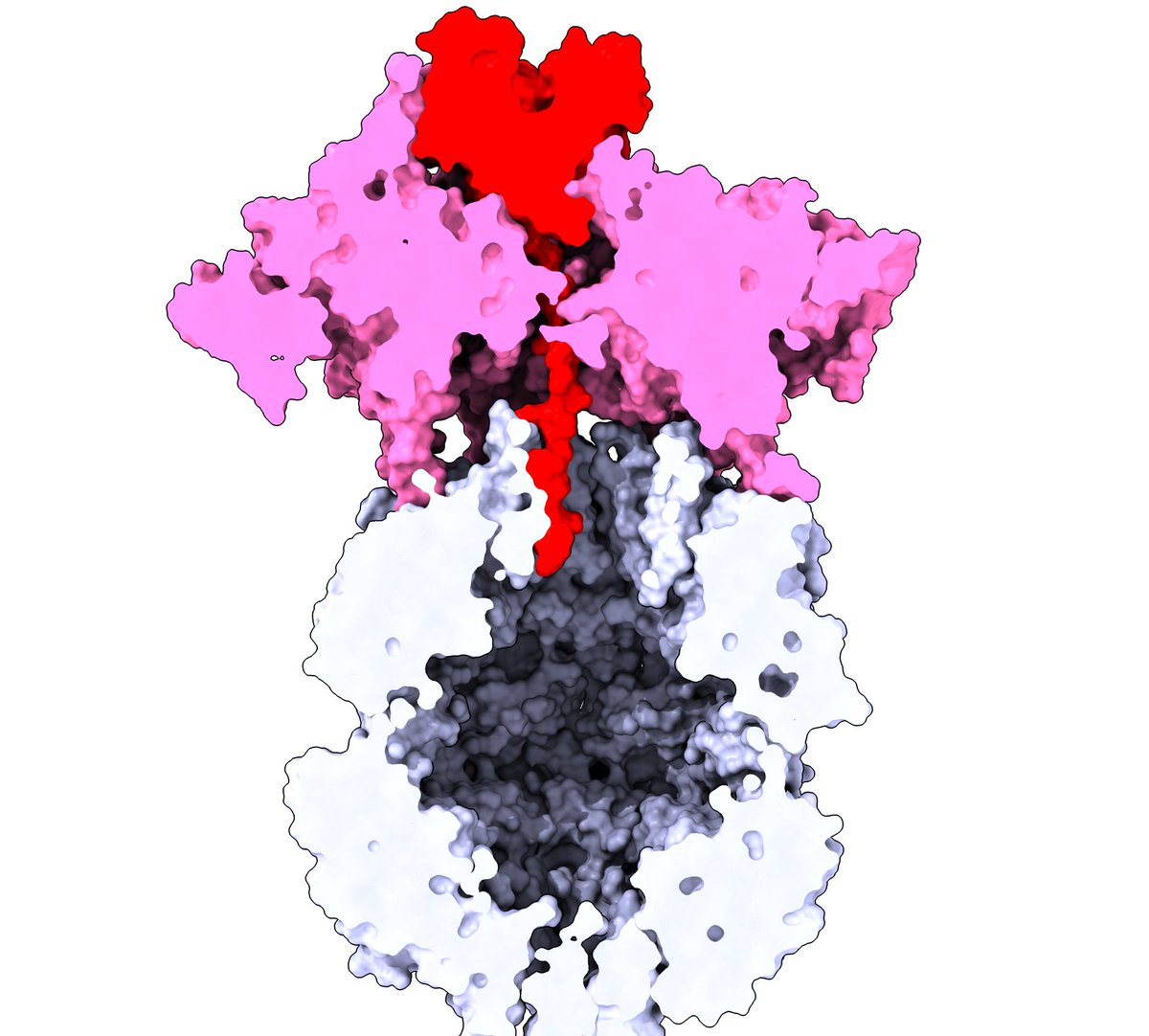 Excited to share our latest work in <a href="/NatureComms/">Nature Communications</a>! We've captured an AAA proteolytic machine in action, right as it poised to unfold its substrate for degradation—a first-ever glimpse into this long-sought, elusive step in AAA proteolysis! Enjoy!  rdcu.be/dZzRR