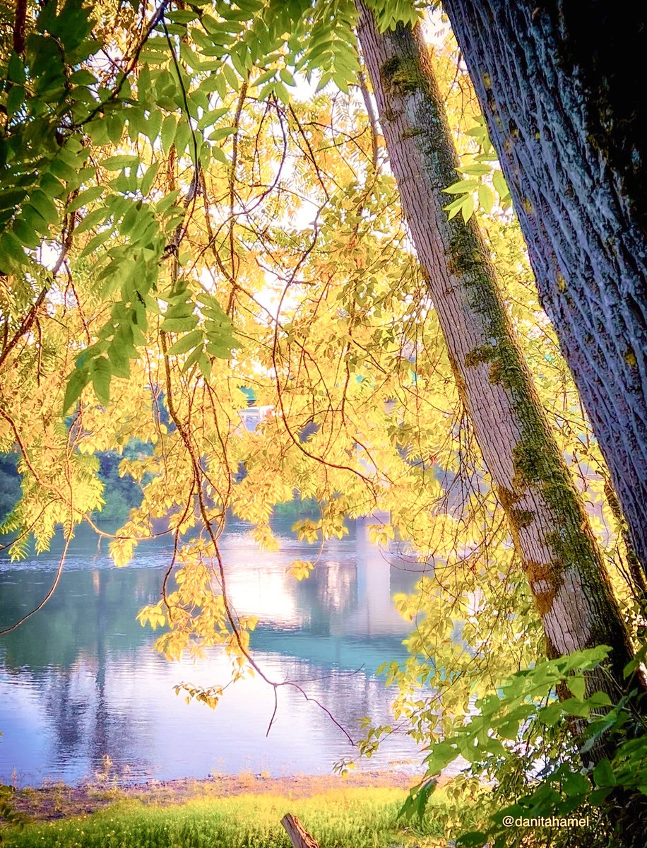 danitahamel's tweet image. Good morning and happy Friday!😀☕️👋🏻

Post a photo with yellow in it.

A gorgeous Fall day by the river.💛🍂🌳

#Yellow