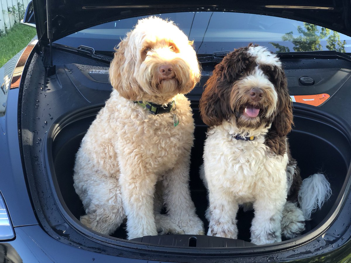 Earl of FrunkPuppy tweet media