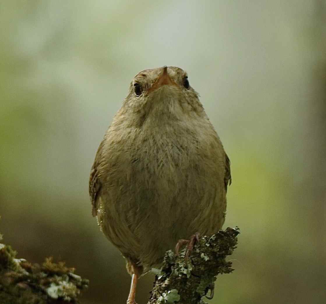 sparkyhaiku2013's tweet image. Wanna meet the legend? It&apos;s sparkyhaiku2013@gmai!