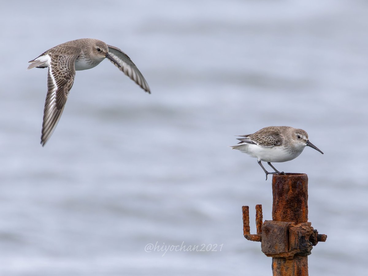 hiyochan2021's tweet image. 「一緒にとまりたいな」
「ここは狭くて無理～」
#ハマシギ #シギチ推し